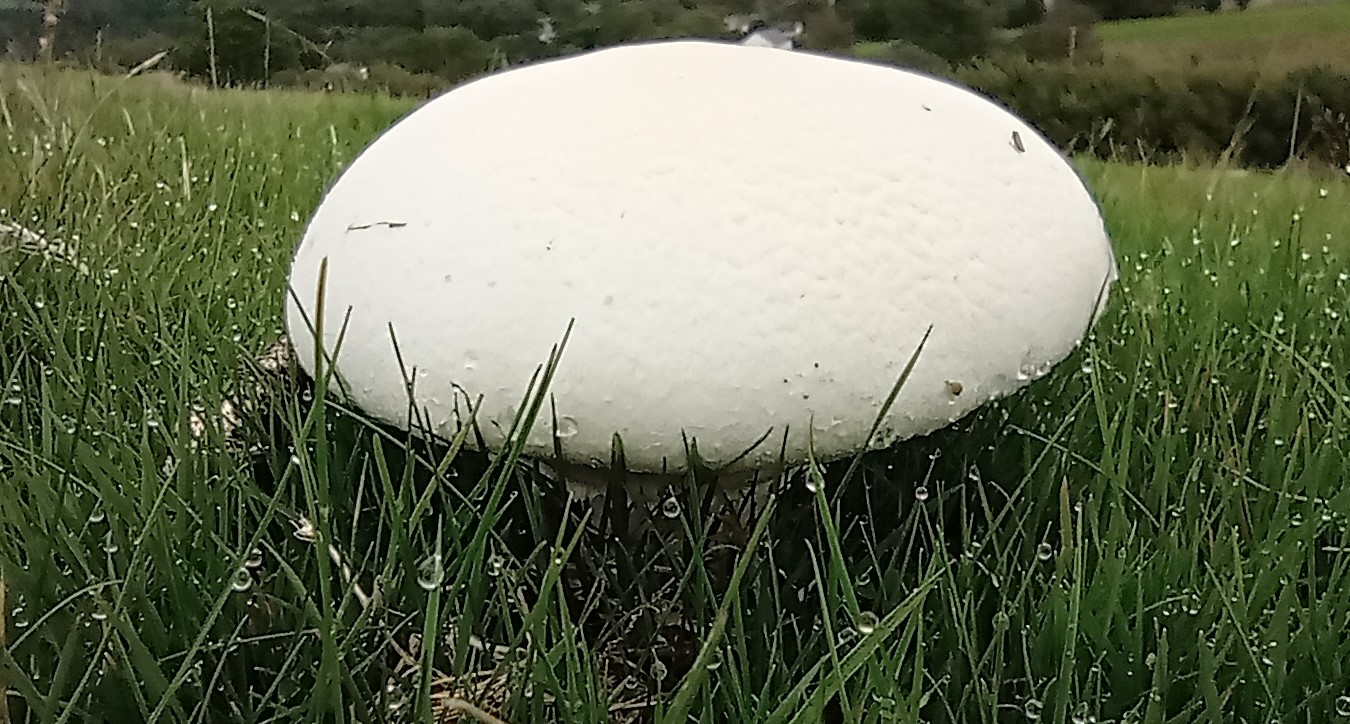 Horse mushroom - top of cap